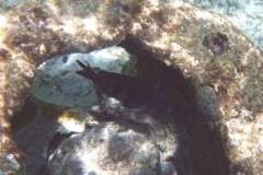 Damselfish - Sergeant Major - Abudefduf saxatilis