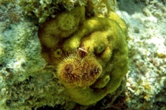 Nudibranch - Christmas tree worm - spirobranchius giganteus