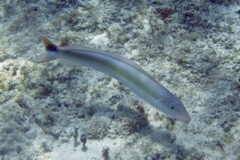 Tilefish - Sand Tilefish - Malacanthus plumieri