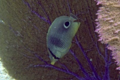 Butterflyfish - Foureye Butterflyfish - Chaetodon capistratus