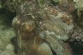 Octopuses - Common Octopus - Octopus vulgaris