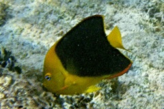 Angelfish - Rock Beauty - Holacanthus tricolor