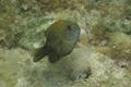 Damselfish - Dusky Damselfish - Stegastes adustus