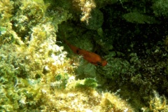 Cardinalfish - Flamefish - Apogon maculatus