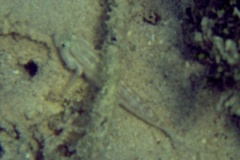 Gobies - Pallid Goby - Coryphopterus eidolon