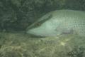 Snappers - Gray Snapper - Lutjanus griseus