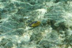 Damselfish - Beaugregory Damselfish - Stegastes leucostictus