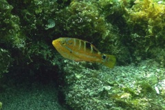 Wrasse - Puddingwife - Halichoeres radiatus