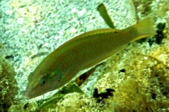 Wrasse - Blackear Wrasse - Halichoeres poeyi