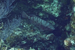 Bigeyes - Glasseye Snapper - Heteropriacanthus cruentatus