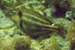 Filefish - Orangespotted Filefish - Cantherhines pullus