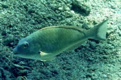 Parrotfish - Redtail Parrotfish - Sparisoma chrysopterum