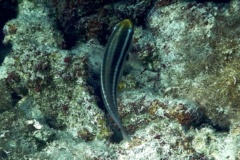 Parrotfish - Striped Parrotfish - Scarus iserti