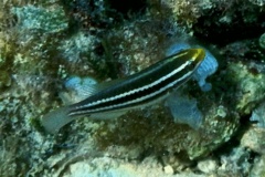 Parrotfish - Striped Parrotfish - Scarus iserti