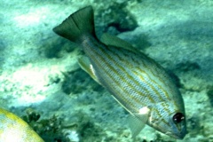 Snappers - Lane Snapper - Lutjanus synagris