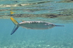 Halfbeaks - Ballyhoo - Hemiramphus brasiliensis