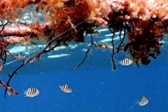 Damselfish - Sergeant Major - Abudefduf saxatilis