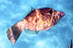 Filefish - Scrawled Filefish - Aluterus scriptus