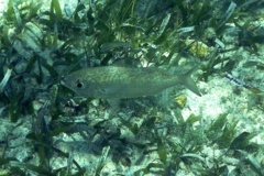 Mojarras - Mottled Mojarra - Eucinostomus lefroyi