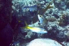 Snappers - Yellowtail Snapper - Ocyurus chrysurus