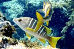 Snappers - Schoolmaster - Lutjanus apodus