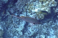 Damselfish - Brown Chromis - Chromis multilineata