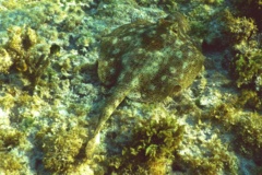 Stingrays - Yellow Stingray - Urolophus jamaicensis