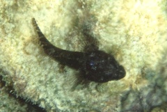 Blennies - Mimic Blenny - Labrisomus guppyi