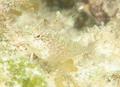 Blennies - Rosy Blenny - Malacoctenus macropus