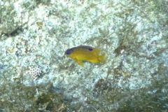 Damselfish - Longfin Damselfish - Stegastes diencaeus