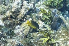 Damselfish - Cocoa damselfish - Stegastes variabilis