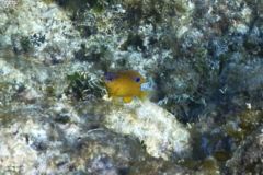 Damselfish - Longfin Damselfish - Stegastes diencaeus