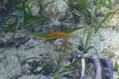 Wrasse - Yellowhead Wrasse - Halichoeres garnoti