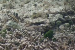 Wrasse - Slippery Dick - Halichoeres bivittatus