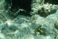 Wrasse - Puddingwife - Halichoeres radiatus