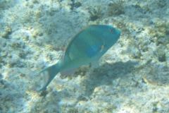 Parrotfish - Redtail Parrotfish - Sparisoma chrysopterum