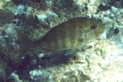 Porgies - Sheepshead Porgy - Calamus penna