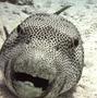 Pufferfish - Star Puffer - Arothron stellatus