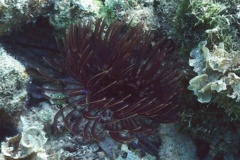 Featherduster Worms - Magnificent Feather Duster - Sabellastarte magnifica