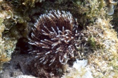 Featherduster Worms - Magnificent Feather Duster - Sabellastarte magnifica