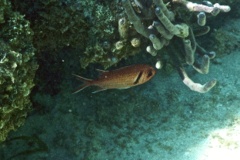 Squirrelfish - Blackbar Soldierfish - Myripristis jacobus