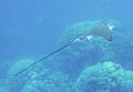 Stingrays - Spotted Eagle Ray - Aetobatus narinari