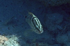 Groupers - Nassau Grouper - Epinephelus striatus