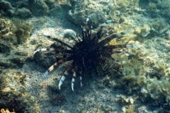 Lionfish - Common Lionfish - Pterois volitans