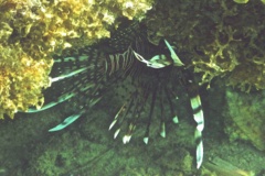 Lionfish - Common Lionfish - Pterois volitans