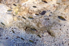 Damselfish - Sergeant Major - Abudefduf saxatilis