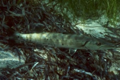 Barracuda - Great Barracuda - Sphyraena barracuda