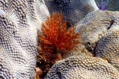 Featherduster Worms - Magnificent Feather Duster - Sabellastarte magnifica