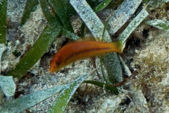 Wrasse - Yellowhead Wrasse - Halichoeres garnoti