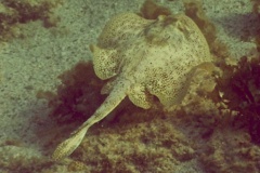 Stingrays - Yellow Stingray - Urolophus jamaicensis